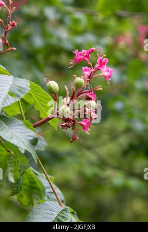 Aesculus × carnée, Briotii, fleurs et graines de châtaignier Banque D'Images