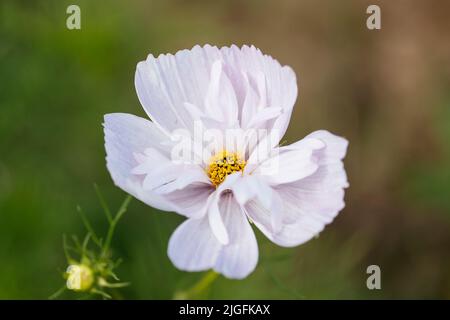 Cosmos blancs « Cupcakes Blush » Banque D'Images