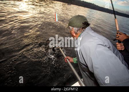 WA20633-00....WASHINGTON - Phil Russell filets un saumon pris dans le son de Puget. Banque D'Images