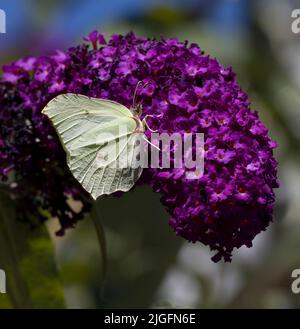 Papillon en pierre de brimace Gonepteryx rhamni collectant le Nectar de Buddleia pourpre Banque D'Images