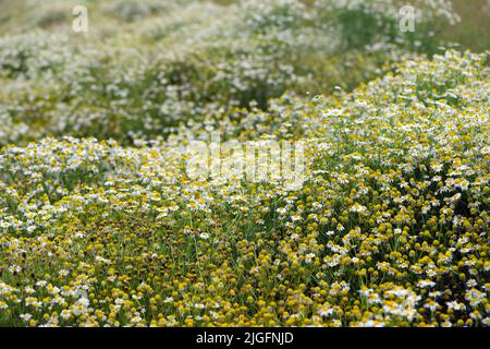 Tripleurospermum maritimum (syn. Matricaria maritima) est une espèce de plante à fleurs de la famille des montagnes russes communément appelée fausse herbe à poux. Banque D'Images