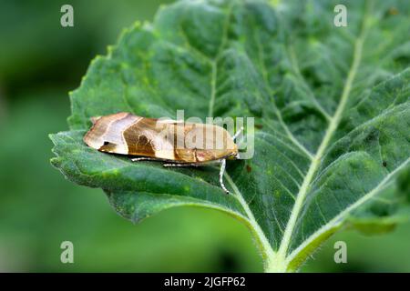 Papillon jaune à bordure large (Noctua fimbriata) sur une feuille de tournesol. Banque D'Images