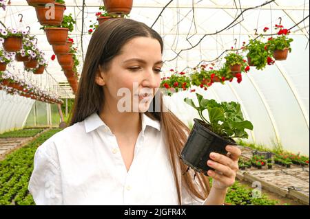 Jardinier professionnel produisant des fleurs en serre. Belle jeune femme en tablier tenant un pot avec la plante. Banque D'Images