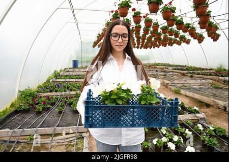 Fleuriste tenant un plateau en plastique ou une boîte le remplissant avec des pots de fleurs en fleur.fermier féminin travaillant seul appréciant le travail Banque D'Images