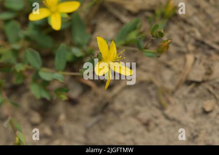 Millepertuis Hypericum humifusum en fleur Banque D'Images