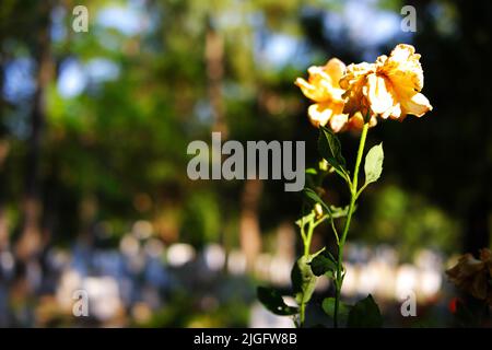 Fleur jaune séchée sur sa branche Banque D'Images