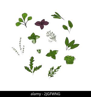 Ensemble d'herbes. Illustration vectorielle dessinée à la main. Concept végétarien. Illustration de Vecteur