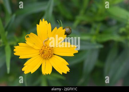 Un ver de terre sur une fleur de coreopsis. Banque D'Images