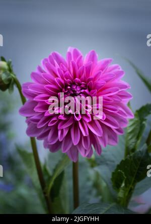 Une fleur de Dahlia pourpre, Dahlia pinnata, croissant le long d'une route avec une rue en arrière-plan au printemps ou en été, Lancaster, Pennsylvanie Banque D'Images