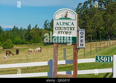 Washington, San Juan Island, Krystal Acres Alpaca Farm Banque D'Images
