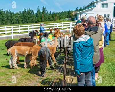 Washington, San Juan Island, Krystal Acres Alpaca Farm, propriétaire faisant une présentation aux visiteurs Banque D'Images