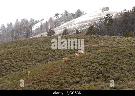 Le troupeau de Pronghorn, Antilocapra americana, se brousse sur une colline de la vallée de Lamar couverte de broussailles, dans le parc national de Yellowstone, en Wyoming. Banque D'Images