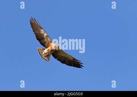 Buteo swainsoni, un adulte intermédiaire, s'élève au-dessus de la vallée de San Joaquin en Californie. Banque D'Images