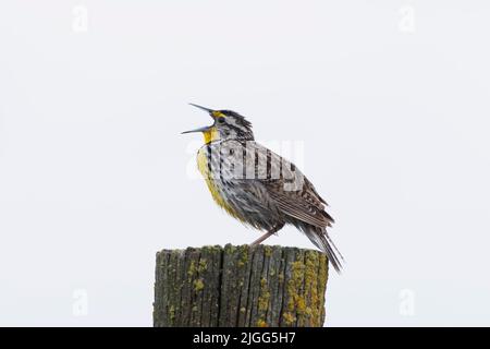 Un adulte de l'Ouest Meadowlark, Sturnella neglecta, chantant de son perchoir territorial au San Luis NWR, CA, Etats-Unis. Banque D'Images