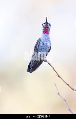 Un colibri d'Anna, Calypte anna, est un homme adulte, perché sur une petite branche de la zone écologique des Prairies, en Californie. Banque D'Images