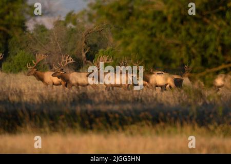 Un troupeau de taureaux de Tule Elk, Cervus nannodes, avec des bois en velours, traverse une prairie riveraine dans le comté de Merced, en Californie, aux États-Unis. Banque D'Images