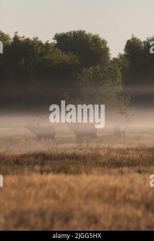 Le troupeau de taureaux de Tule Elk a été siloué dans un brouillard de terre tôt le matin au NWR de San Luis, dans la vallée de San Joaquin en Californie. Banque D'Images