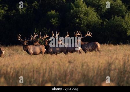 Tule elk, Cervus nannodes, harde de taureaux qui se posent dans un habitat riverain de montagne au NWR de San Luis, dans la vallée de San Joaquin en Californie. Banque D'Images