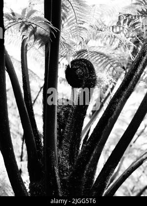 Un cliché vertical d'un arbre de mamamaku noir qui déballe la feuille Banque D'Images