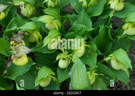 Belles fleurs d'orchidées de couleur jaune avec des feuilles vertes dans le jardin. Hybrides Lady-Slipper. Gros plan. Banque D'Images