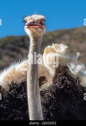 Autruche de Quail Run Ostrich Ranch Banque D'Images