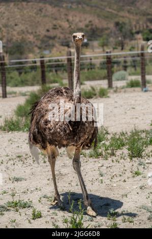 Autruche de Quail Run Ostrich Ranch Banque D'Images