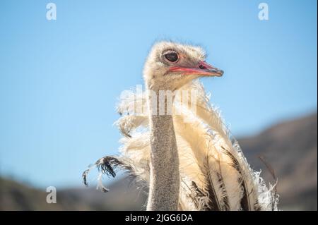 Autruche de Quail Run Ostrich Ranch Banque D'Images