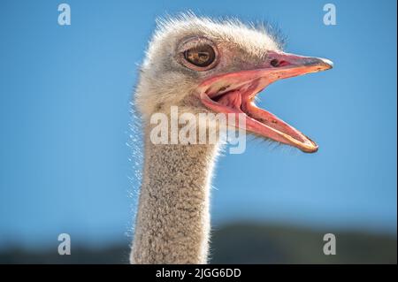 Autruche de Quail Run Ostrich Ranch Banque D'Images