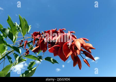 Korallenbaum (Erythrina crista-galli) - rote Blüte, Nordrhein-Westfalen, Deutschland, Brühl Banque D'Images