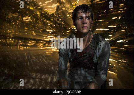 DYLAN O'BRIEN, THE MAZE RUNNER, 2014 Banque D'Images