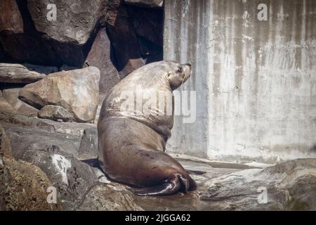 Lion de mer dans le centre de la vie marine regardant par-dessus son épaule tout en se reposant sur des rochers après avoir baigné autour et autour dans sa piscine Banque D'Images