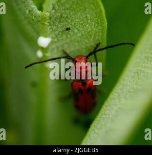 Gros plan d'un coléoptère rouge ( Tetraopes tétrophthalmus) sur une feuille de laitance. Banque D'Images