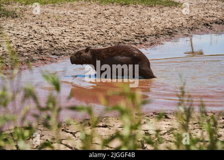 Capybara, hydrochoerus hydrochaeris, le plus grand rongeur vivant, originaire d'Amérique du Sud, émergeant de l'eau, dans le parc national d'El Palmar, entre Rios, Banque D'Images