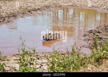 Capybara, hydrochoerus hydrochaeris, le plus grand rongeur vivant, originaire d'Amérique du Sud, parmi les eaux, dans le parc national d'El Palmar, entre Rios, Argentin Banque D'Images