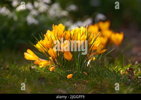 Fleurs de crocus jaunes poussant dans un jardin ou un pré de forêt à l'extérieur au soleil. Gros plan d'un beau bouquet de plantes de mammouth fleuries avec vibrant Banque D'Images