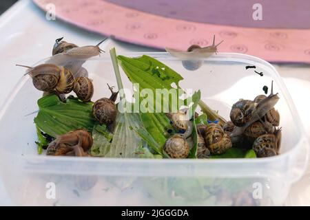 Londres, Royaume-Uni, 10th juillet 2022. Le Soho Village Fete traditionnel, mais unique et merveilleusement excentrique a eu lieu au cœur du West End avec des courses d'escargots, un spectacle canin, la célèbre course de serveurs et bien plus encore. Le personnel d'attente des établissements locaux a fait un tour autour de Soho avec une bouteille, un cendrier et une balance en verre sur un plateau avec le premier à terminer sans déposer aucun article déclaré vainqueur. Crédit : onzième heure Photographie/Alamy Live News Banque D'Images