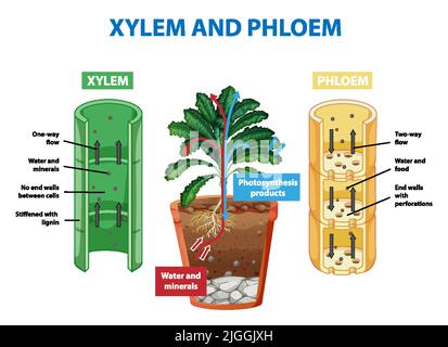 Schéma illustrant le xylème et le phloème dans l'illustration de la plante Illustration de Vecteur