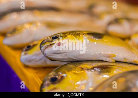 Poisson fraîchement pêché sur le comptoir d'un poissonnier à Kuala Lumpur, Malaisie. La prise du jour du matin est vendue fraîche le soir. Tre Banque D'Images