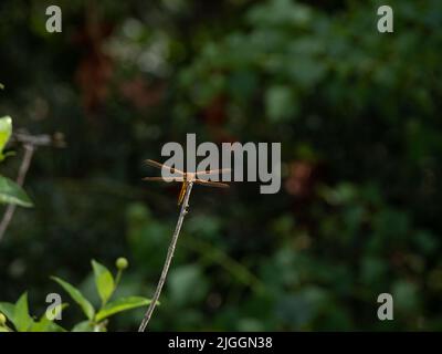 Une écumoire à ailes d'or ou libellula auripennis libellule face à la caméra et perchée sur une branche séchée. Photographié en profil avec une faible profondeur Banque D'Images