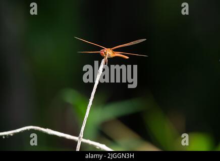 Écumoire à ailes d'or ou libellula auripennis libellule perchée sur une branche séchée. Photographié avec une faible profondeur de champ. Banque D'Images