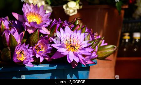 Bouquet de nénuphars bleus (Nil Manel) sur un contenant en plastique dans le marché aux fleurs près du temple de Kataragama. Banque D'Images