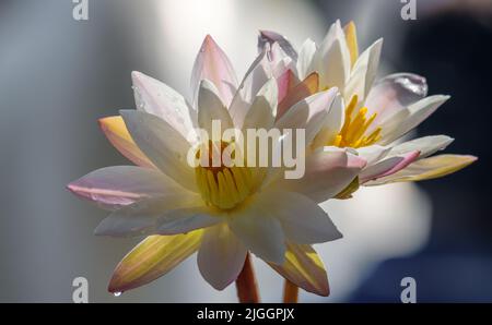 Deux fleurs de nénuphars blancs (Nymphaea alba) en gros plan. Banque D'Images