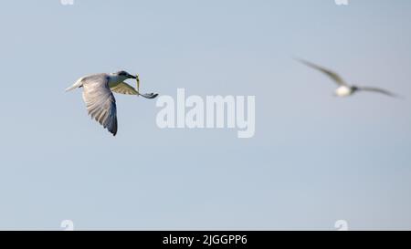 Lanterne à moustaches avec une petite crevette d'eau douce sur les chênes, volant, contre le ciel clair. Banque D'Images