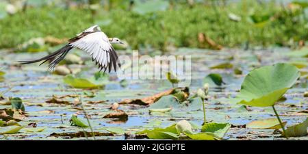 Magnifique oiseau jacana à queue de faisan en vol, volant au-dessus de la végétation dans le lac. Banque D'Images