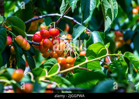 Des baies mûres de cerises rouges pendent sur des branches au milieu du feuillage vert sur un arbre dans un jardin. Israël Banque D'Images