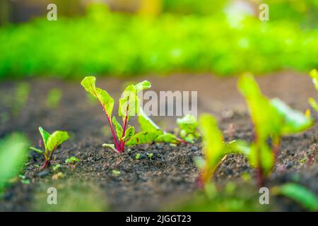 Les feuilles d'une jeune betterave poussent dans le sol sur un lit de jardin Banque D'Images