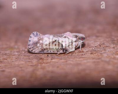 Cicadelle (famille des Cicacellidae) isolée sur un fond naturel Banque D'Images