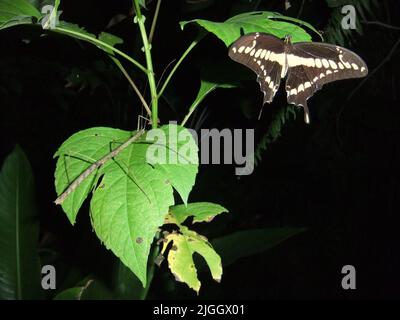 L'insecte-tige Phasmid (ordre Phasmatodea) et le papillon à queue-de-cygne isolés sur une feuille naturelle et un fond sombre dans la jungle de Belize Banque D'Images