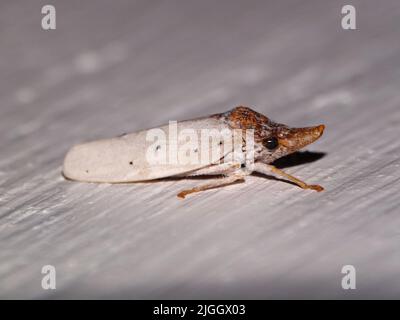 Étrange Leafhopper blanc et brun (famille Cicacellidae) isolé sur fond blanc Banque D'Images