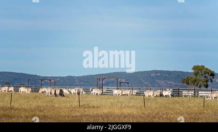 Bétail paître à côté des cours de bétail sur une propriété de campagne avec une chaîne de montagnes en arrière-plan et sous un ciel bleu. Banque D'Images